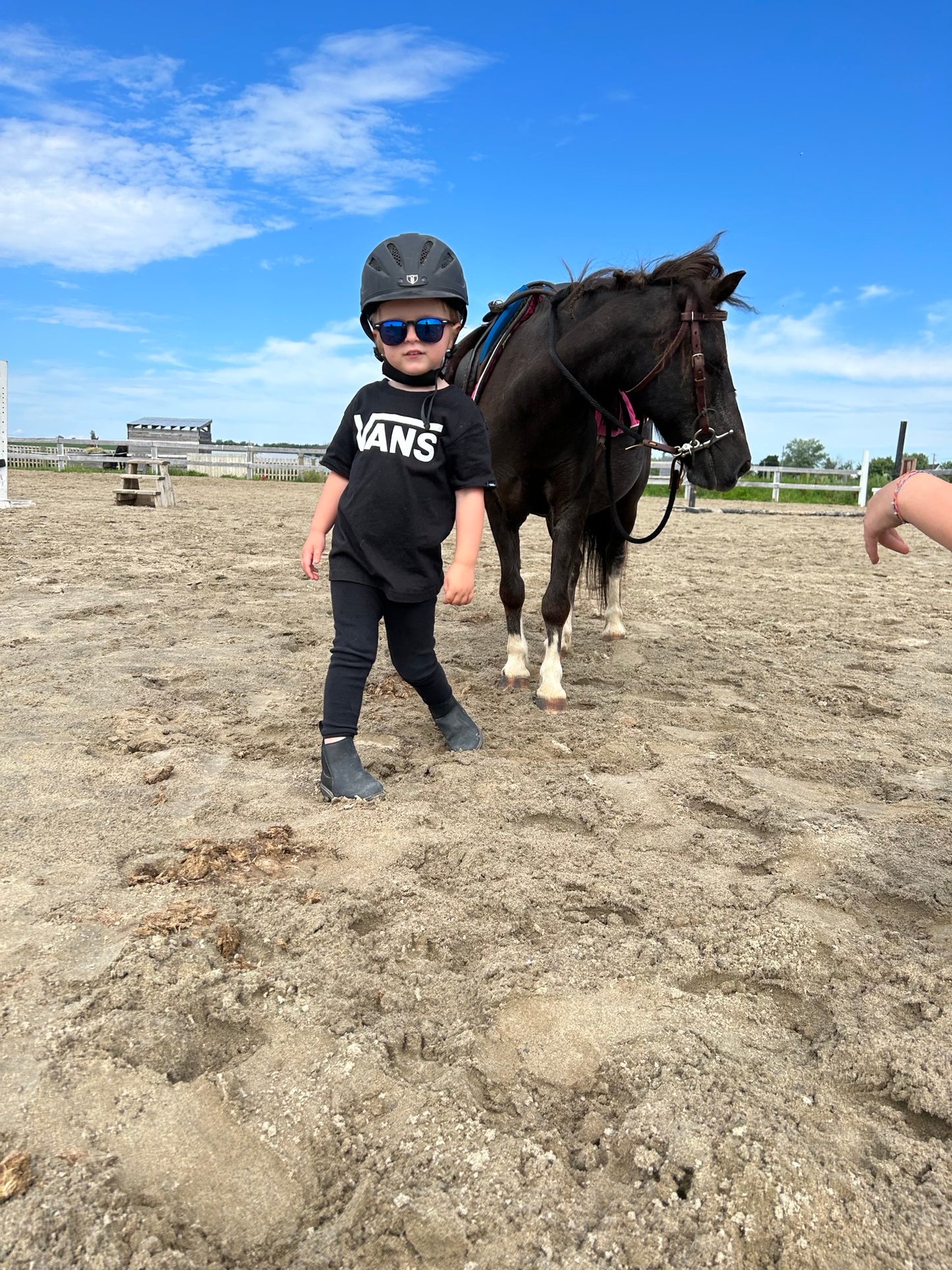 Baby Pony in Montreal