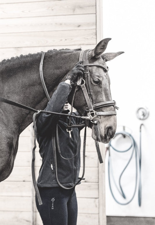 Examination of riders' certificates with horse Quebec